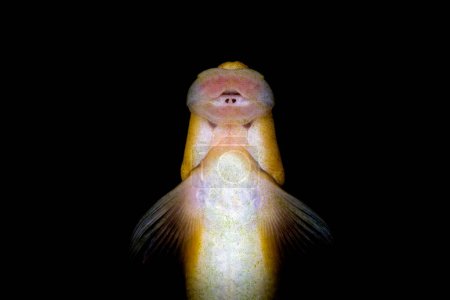 Téléchargez les photos : Honey sucker fish in freshwater aquarium - en image libre de droit