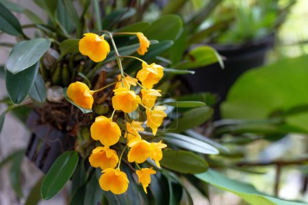 Téléchargez les photos : Dendrobium lindleyi est une orchidée sauvage en Thaïlande - en image libre de droit