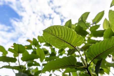 Rama Kratom o Mitragyna speciosa hojas verdes sobre fondo natural.