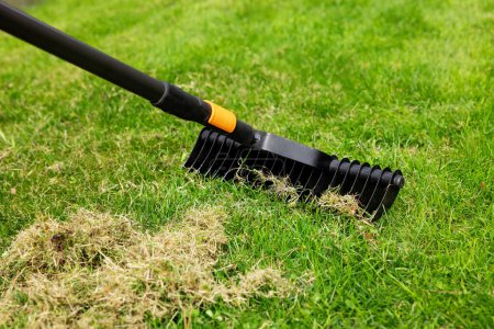 Photo for Scarifying lawn with scarifier rake. dead grass removal - Royalty Free Image