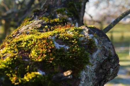 Photo for Beautiful moss on the branches. The tree in the moss - Royalty Free Image
