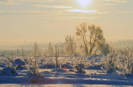 Photo for Sunny countryside landscape on a cold winter day. Frozen trees and lots of snow. - Royalty Free Image