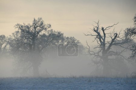 Bäume im Nebel an einem Wintermorgen. Landschaft an einem frostigen Morgen.