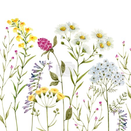 Photo for Seamless border of wild flowers and plants on a white background, watercolor illustration. - Royalty Free Image