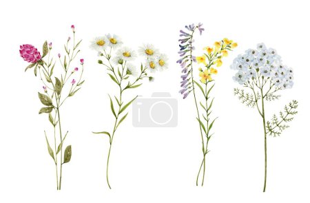 Photo for Set of bouquets of wild flowers watercolor illustration. - Royalty Free Image