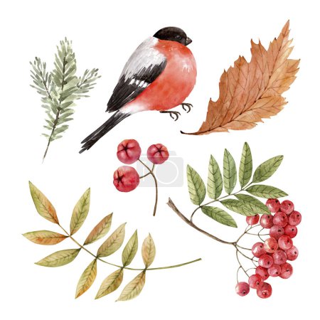 Photo for Watercolor set with bullfinch bird and autumn leaves. - Royalty Free Image