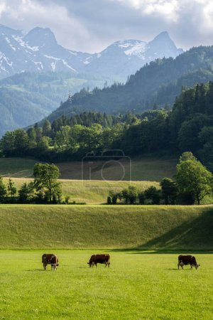 Photo for Idyllic summer landscape in the Alps with fresh green mountain pastures and snow-capped mountain tops in the background, Nationalpark Berchtesgadener Land, Bavaria, Germany - Royalty Free Image