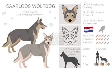 Illustration for Saarloos Wolfdog clipart. All coat colors set.  All dog breeds characteristics infographic. Vector illustration - Royalty Free Image