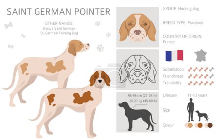 Illustration for Saint German Pointer clipart. All coat colors set.  All dog breeds characteristics infographic. Vector illustration - Royalty Free Image