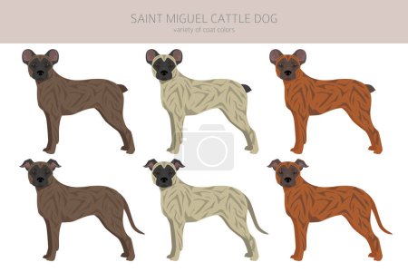 Illustration for Saint Miguel Cattle dog clipart. All coat colors set.  All dog breeds characteristics infographic. Vector illustration - Royalty Free Image