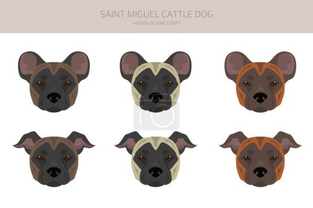 Illustration for Saint Miguel Cattle dog clipart. All coat colors set.  All dog breeds characteristics infographic. Vector illustration - Royalty Free Image