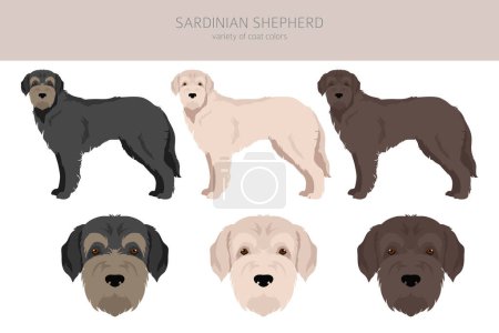 Illustration for Sardinian Shepherd dog clipart. All coat colors set.  All dog breeds characteristics infographic. Vector illustration - Royalty Free Image
