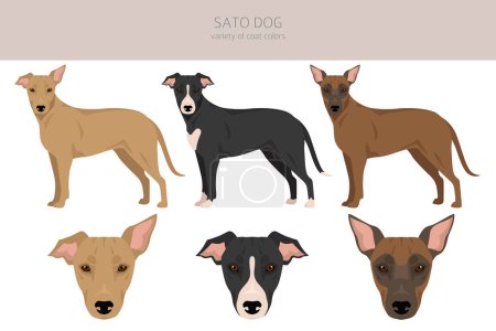 Illustration for Sato dog clipart. All coat colors set.  All dog breeds characteristics infographic. Vector illustration - Royalty Free Image