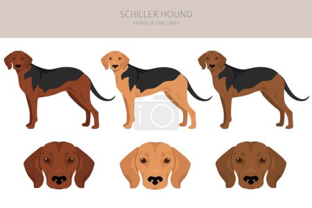 Illustration for Schiller Hound clipart. All coat colors set.  All dog breeds characteristics infographic. Vector illustration - Royalty Free Image