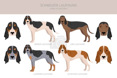 Ilustración de Schwyzer Laufhund, clipart de Swiss Hound. Todos los colores del abrigo establecidos. Todas las razas de perros características infografía. Ilustración vectorial - Imagen libre de derechos