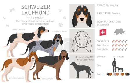 Ilustración de Schwyzer Laufhund, clipart de Swiss Hound. Todos los colores del abrigo establecidos. Todas las razas de perros características infografía. Ilustración vectorial - Imagen libre de derechos