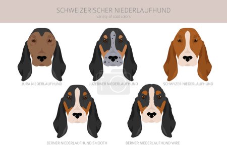 Ilustración de Schweizerischer Niederlaufhund, pequeño clipart de sabuesos suizos. Todos los colores del abrigo establecidos. Todas las razas de perros características infografía. Ilustración vectorial - Imagen libre de derechos