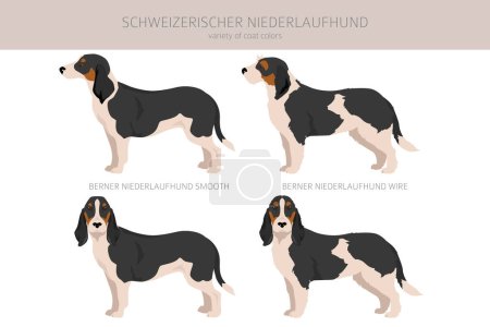 Ilustración de Schweizerischer Niederlaufhund, pequeño clipart de sabuesos suizos. Todos los colores del abrigo establecidos. Todas las razas de perros características infografía. Ilustración vectorial - Imagen libre de derechos
