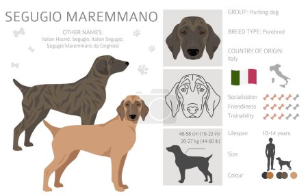 Illustration for Segugio Maremmano clipart. All coat colors set.  All dog breeds characteristics infographic. Vector illustration - Royalty Free Image