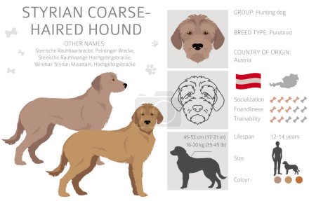 Illustration for Styrian corse-haired hound clipart. All coat colors set.  All dog breeds characteristics infographic. Vector illustration - Royalty Free Image