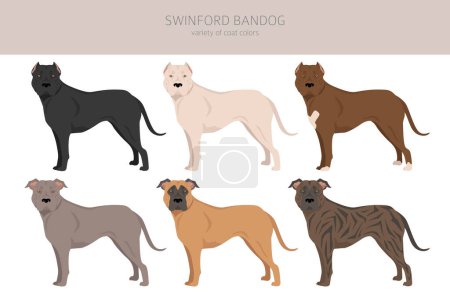 Ilustración de Swinford Bandog clipart. Todos los colores del abrigo establecidos. Todas las razas de perros características infografía. Ilustración vectorial - Imagen libre de derechos