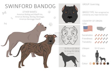 Ilustración de Swinford Bandog clipart. Todos los colores del abrigo establecidos. Todas las razas de perros características infografía. Ilustración vectorial - Imagen libre de derechos