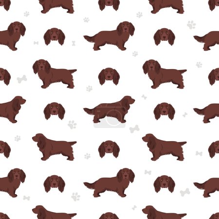 Illustration for Sussex Spaniel coat colors, different poses clipart.  Vector illustration - Royalty Free Image
