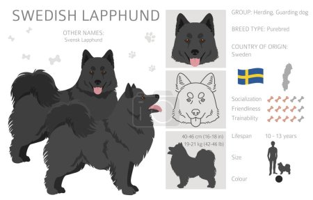 Illustration for Swedish Lapphund coat colors, different poses clipart.  Vector illustration - Royalty Free Image