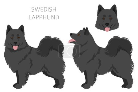 Ilustración de Swedish Lapphund coat colors, different poses clipart.  Vector illustration - Imagen libre de derechos