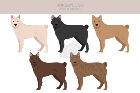 Ilustración de Donggyeongi clipart. Todos los colores del abrigo establecidos. Todas las razas de perros características infografía. Ilustración vectorial - Imagen libre de derechos