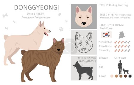 Ilustración de Donggyeongi clipart. Todos los colores del abrigo establecidos. Todas las razas de perros características infografía. Ilustración vectorial - Imagen libre de derechos