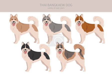 Téléchargez les illustrations : Clipart de chien Bangkaew thaïlandais. Toutes les couleurs de manteau ensemble. Toutes les races de chiens caractéristiques infographie. Illustration vectorielle - en licence libre de droit