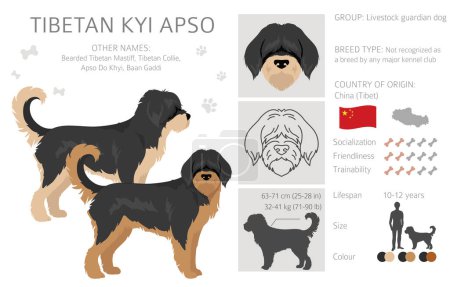 Illustration for Tibetan Kyi Apso clipart. Different poses, coat colors set.  Vector illustration - Royalty Free Image