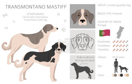 Ilustración de Transmontano Mastiff clipart. Todos los colores del abrigo establecidos. Todas las razas de perros características infografía. Ilustración vectorial - Imagen libre de derechos