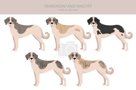Ilustración de Transmontano Mastiff clipart. Todos los colores del abrigo establecidos. Todas las razas de perros características infografía. Ilustración vectorial - Imagen libre de derechos