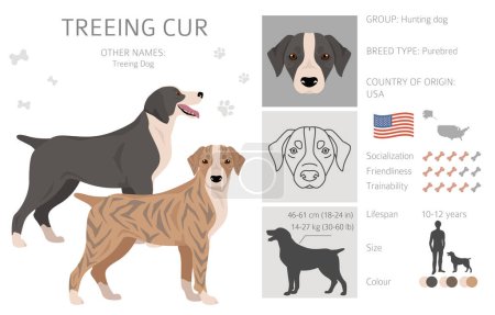 Illustration for Treeing Cur clipart. All coat colors set.  All dog breeds characteristics infographic. Vector illustration - Royalty Free Image