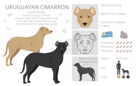 Uruguayan Cimarron clipart. All coat colors set.  All dog breeds characteristics infographic. Vector illustration