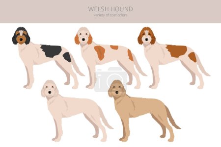 Welsh Hound Cliparts. Alle Fellfarben eingestellt. Alle Hunderassen Merkmale Infografik. Vektorillustration