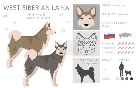 Illustration for West Siberian Laika clipart. All coat colors set.  All dog breeds characteristics infographic. Vector illustration - Royalty Free Image