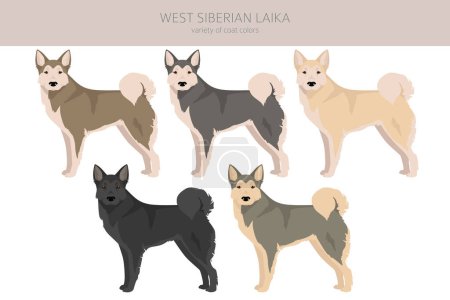 Illustration for West Siberian Laika clipart. All coat colors set.  All dog breeds characteristics infographic. Vector illustration - Royalty Free Image