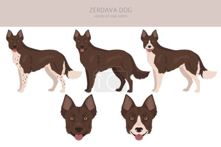 Ilustración de Clipart de perro Zerdava. Todos los colores del abrigo establecidos. Todas las razas de perros características infografía. Ilustración vectorial - Imagen libre de derechos