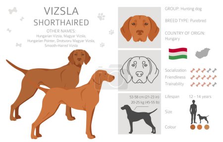 Illustration for Vizsla shorthaired clipart. Different poses, coat colors set.  Vector illustration - Royalty Free Image
