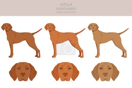 Vizsla shorthaired clipart. Different poses, coat colors set.  Vector illustration