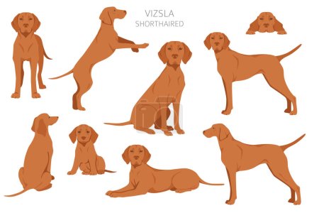 Vizsla shorthaired clipart. Different poses, coat colors set.  Vector illustration