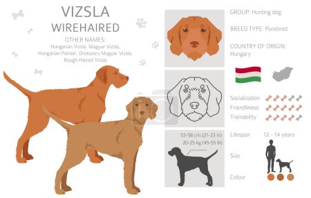 Vizsla wirehaired clipart. Different poses, coat colors set.  Vector illustration