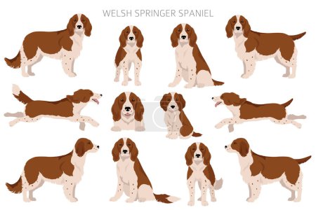 Ilustración de Welsh Springer spaniel clipart. Distintas poses, colores del abrigo establecidos. Ilustración vectorial - Imagen libre de derechos