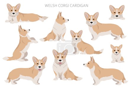 Illustration for Welsh corgi cardigan clipart. Different poses, coat colors set.  Vector illustration - Royalty Free Image