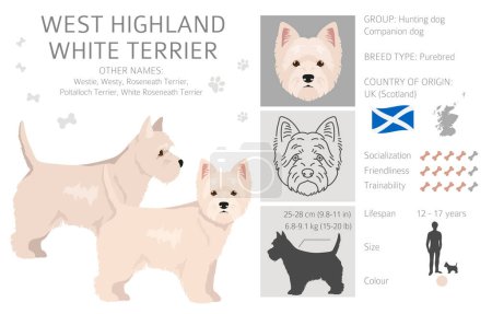 Ilustración de Clipart West Highland White Terrier. Distintas poses, colores del abrigo establecidos. Ilustración vectorial - Imagen libre de derechos
