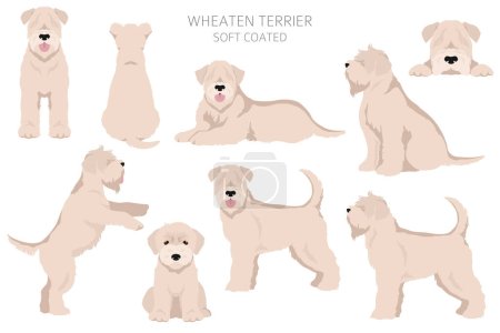 Ilustración de Suave cubierta Wheaten Terrier clipart. Distintas poses, colores del abrigo establecidos. Ilustración vectorial - Imagen libre de derechos