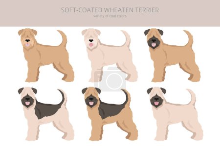 Ilustración de Suave cubierta Wheaten Terrier clipart. Distintas poses, colores del abrigo establecidos. Ilustración vectorial - Imagen libre de derechos
